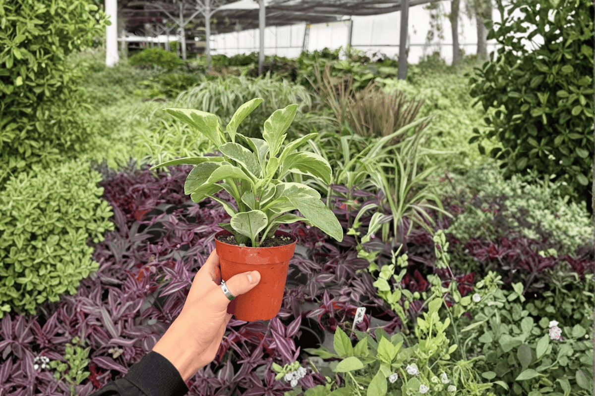 Variegated Peperomia Obtusifolia (2 Live Plants) - 4-Inch Pots