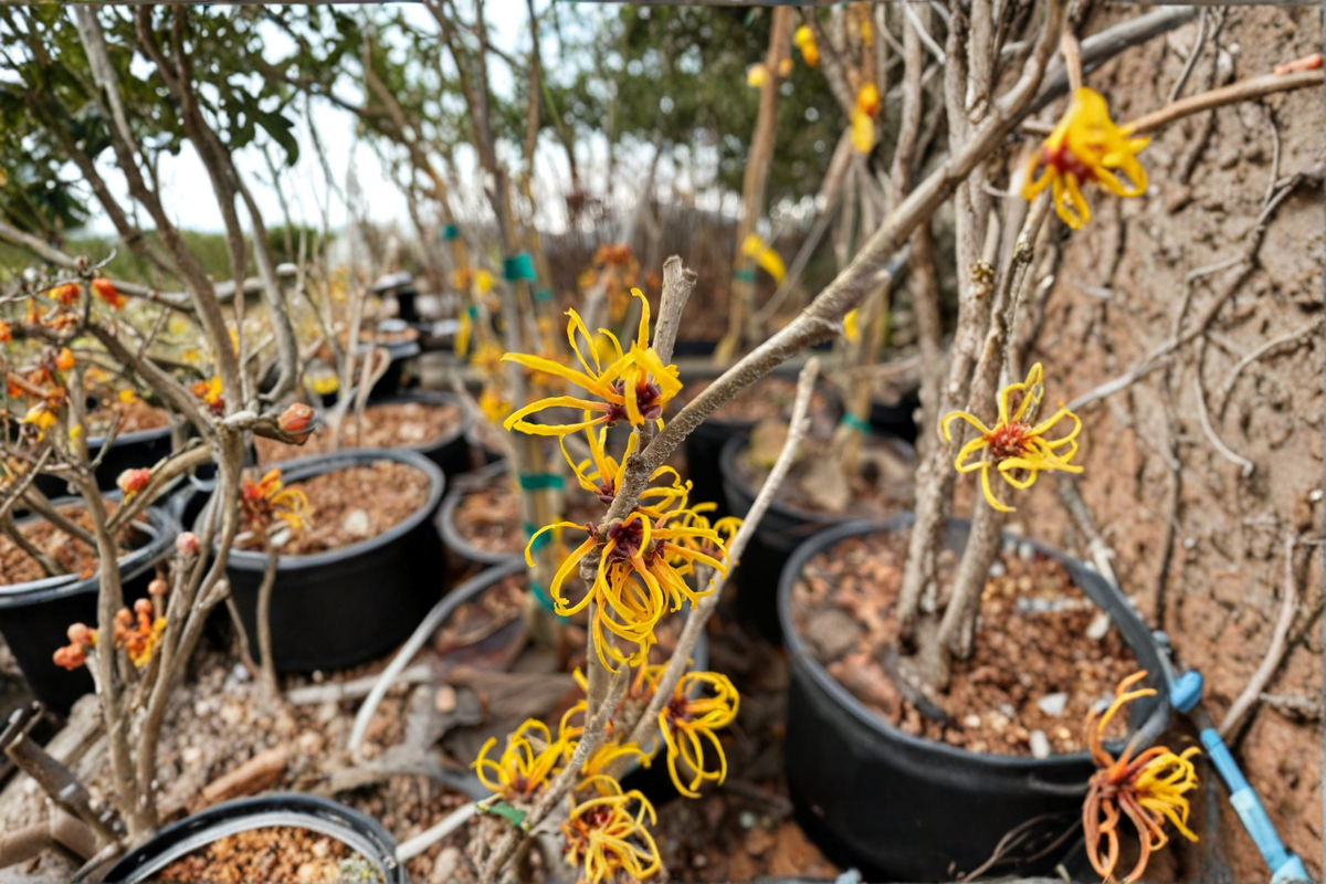 Basma Witch Hazel Hamamelis x intermedia 'Basma' - 12-Inch Grafted Live Plant