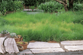 Blue Grama Grass Bouteloua gracilis - 1 Live Plant in 4-Inch Pot