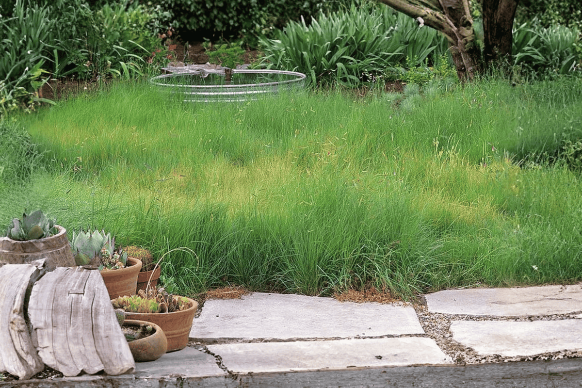Blue Grama Grass Bouteloua gracilis - 1 Live Plant in 4-Inch Pot