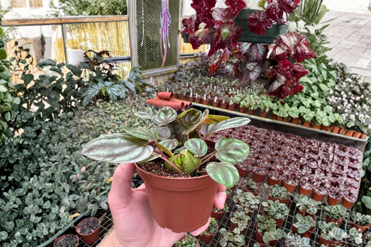 Peperomia Orba - 2 Bare Root Live Plants, 4-Inch Pot Size (Bare Root)