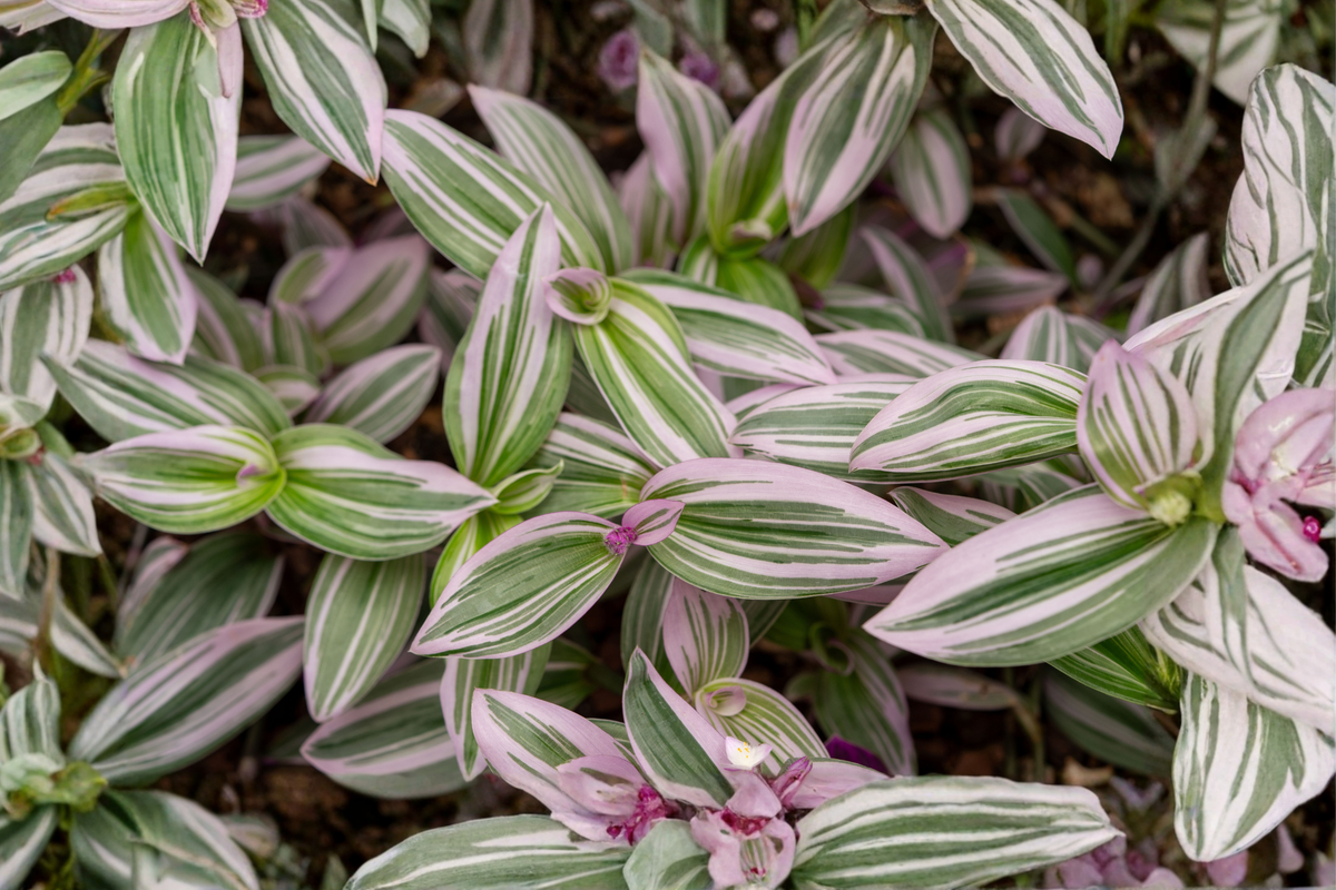 Tradescantia Nanouk Pink Tradescantia Live Plant - 1 Rooted Plant in 4" Pot