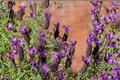 Spanish Lavender Lavandula stoechas - 2 Live Plants 4–8 Inches Tall