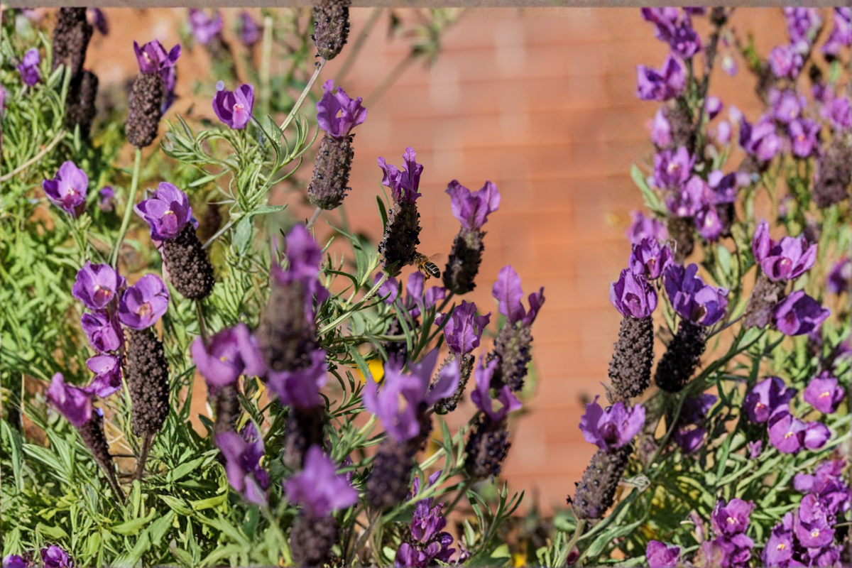 Spanish Lavender Lavandula stoechas - 2 Live Plants 4–8 Inches Tall