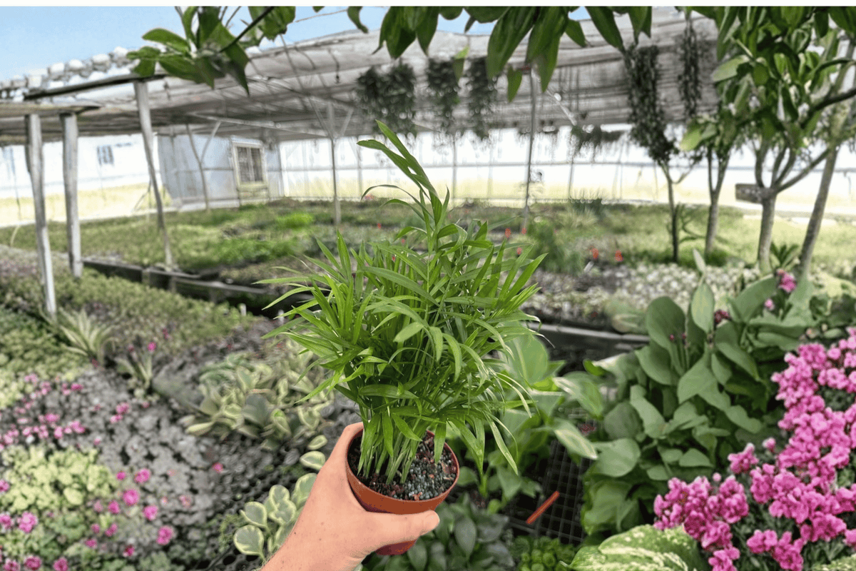 Neanthe Bella Palm (Chamaedorea elegans) – 2 Live Plants in 4-Inch Pots