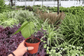 Anthurium Xone x MBR Hybrid - 2 Live Plants in 4" Pots (Exact Plants Shown)