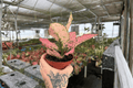 Aglaonema Light Pink Triphet – 2 Live Plants in 4-Inch Pots