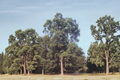 Wichita Pecan Tree 4-6 ft Live Pecan Nut Tree for Home Garden