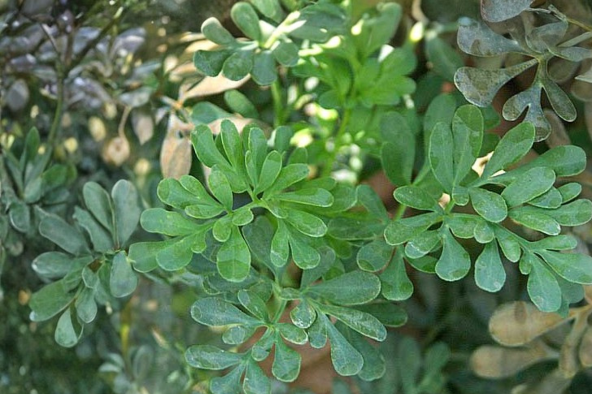 Rue Live Starter Clump (Ruta graveolens) – Multiple Seedlings Ready to Transplant