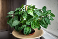 Calathea Makoyana (Peacock Plant) Live in 4-Inch Pot – Easy-Care Houseplant