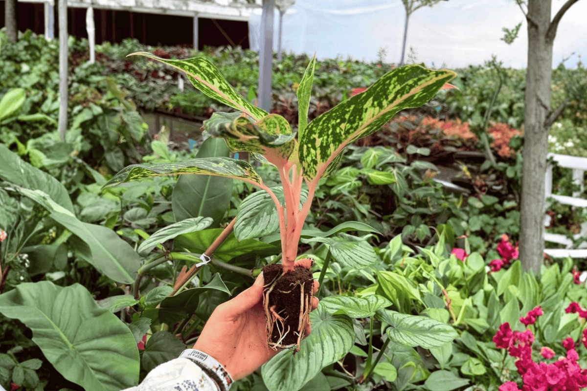 Aglaonema Sparkling Sarah XL Starter Live Plants – 2 Exact Plants (Unrooted in 2" Pot)