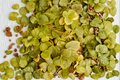 Rooted Creeping Jenny Live Plant (Lysimachia nummularia) - 1 Pint Pot