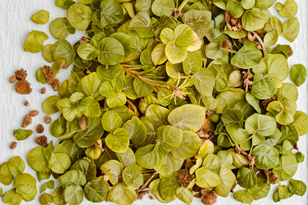 Rooted Creeping Jenny Live Plant (Lysimachia nummularia) - 1 Pint Pot