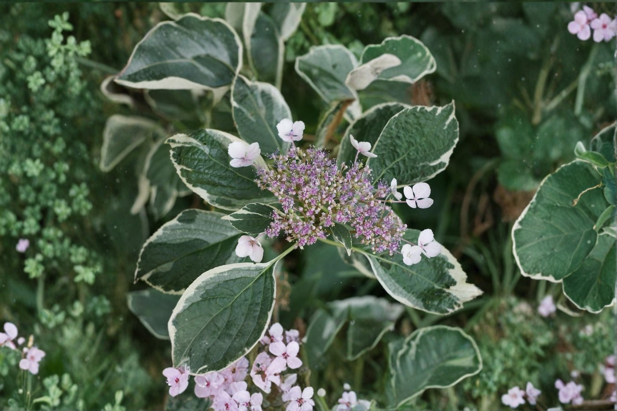 Variegated Mariesii Hydrangea Live Plant 2-Gallon Pot | Hydrangea macrophylla ‘Mariesii Variegata’