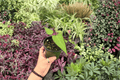 Anthurium Subsignatum × Regale Hybrid – 2 Live Plants in 4-Inch Pots (Exact Plants)