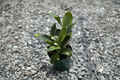 Platycerium bifurcatum Staghorn Fern Live Plant - Fully Rooted in 4-Inch Pot