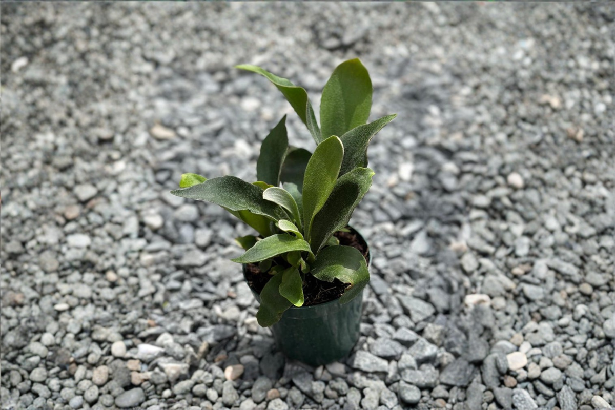 Platycerium bifurcatum Staghorn Fern Live Plant - Fully Rooted in 4-Inch Pot