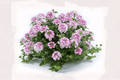Vanessa Bicolor Pink Verbena Live Plant - 4-Inch Pot (Verbena × hortensis 'Vanessa Bicolor Pink')