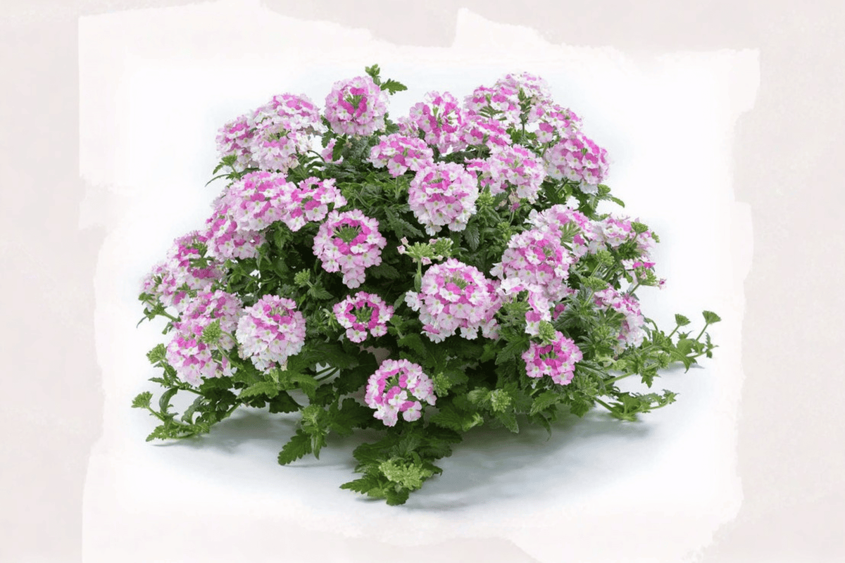 Vanessa Bicolor Pink Verbena Live Plant - 4-Inch Pot (Verbena × hortensis 'Vanessa Bicolor Pink')