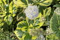 Ceanothus Emerisa’s Gem Carmel Creeper - 4-Inch Pot Live Plant