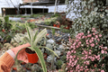 Variegated Pineapple Juicy Starter Plants (2) | Ananas comosus ‘Juicy’