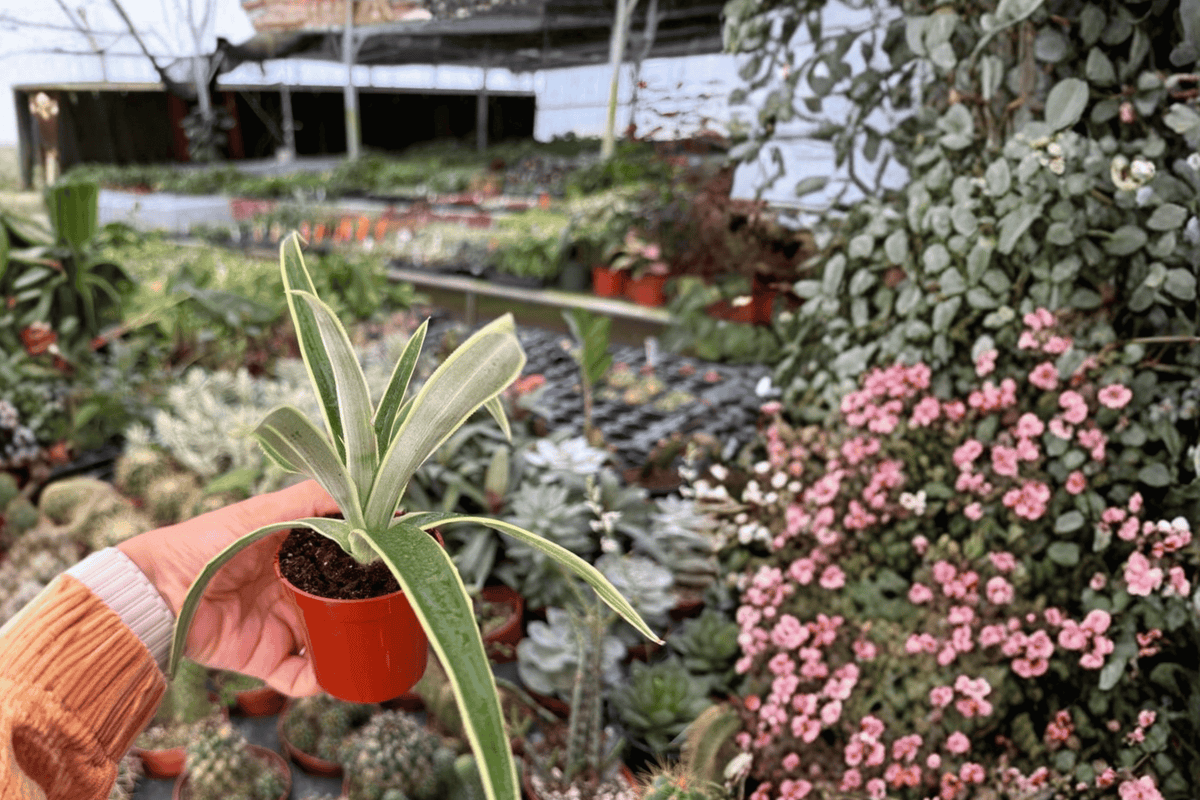 Variegated Pineapple Juicy Starter Plants (2) | Ananas comosus ‘Juicy’