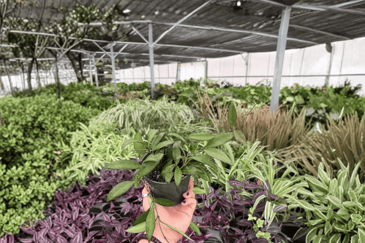 Hoya Rosita 2 Live Plants in 4-Inch Pots – Hoya Rosita