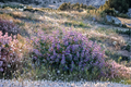 Penstemon Midnight Masquerade Beardtongue - 3 Rooted Starter Plants in 1-Qt Pots