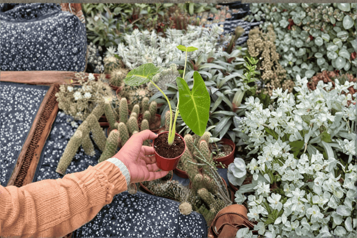 Alocasia Lutea 2-Plant Starter Set | 2-Inch Pots, Bare Root