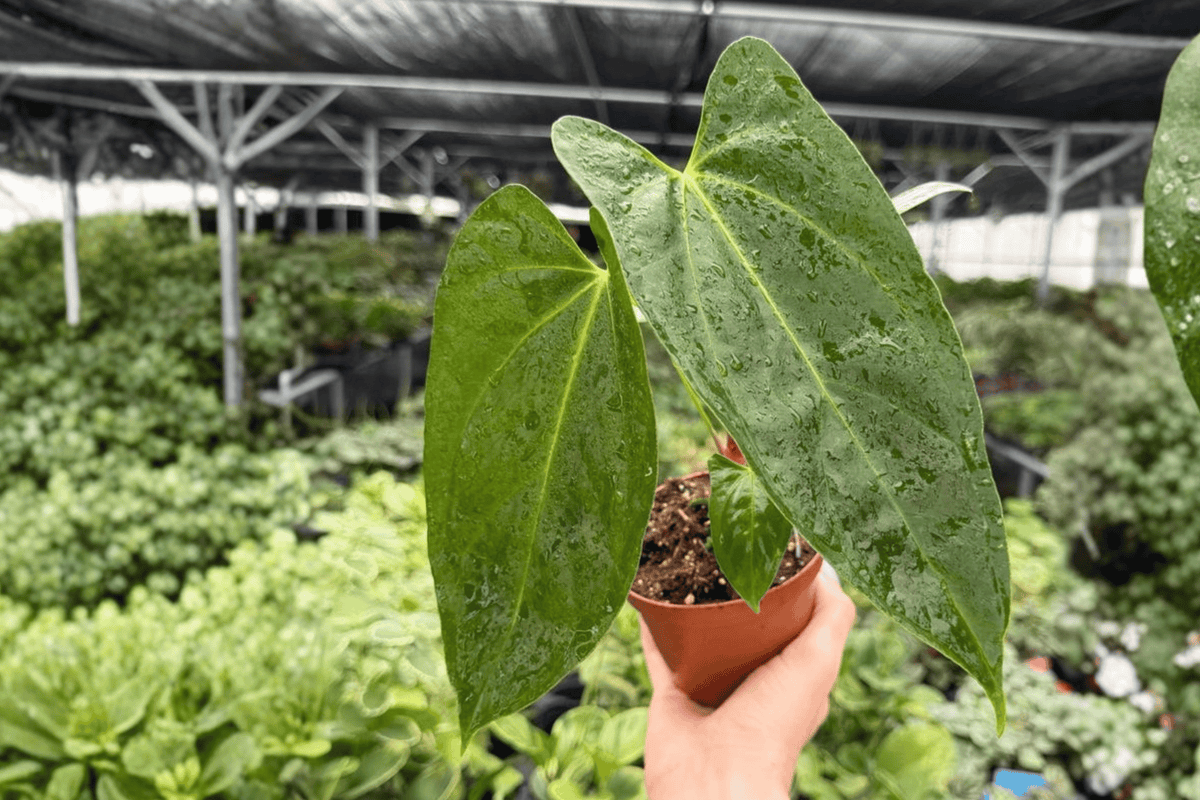 Anthurium Hoffmannii x Red Gunsal - 2 Live Plants in 4-Inch Pots (Exact Plants)