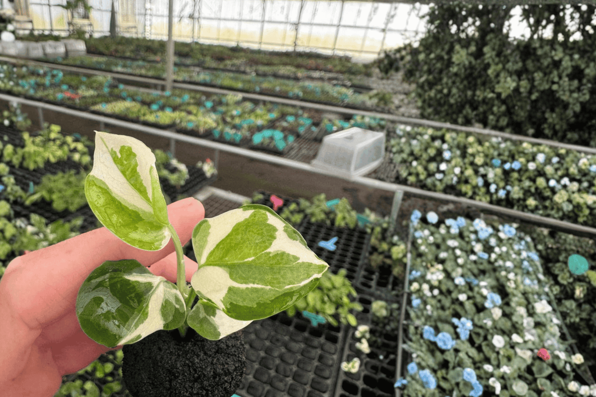 Philodendron Forest of White - 2 Live Starter Plants (Bare Root)
