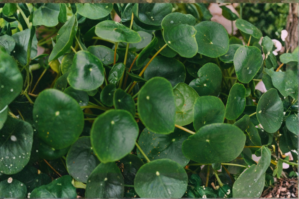 Chinese Money Plant Live Houseplant - Pilea peperomioides in 4-Inch Pot