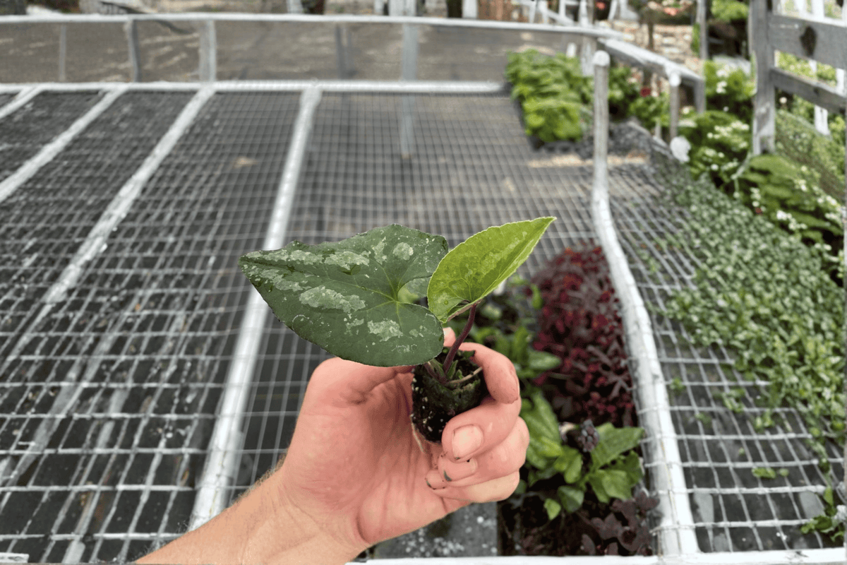 Quicksilver Wild Ginger 2 Live Starter Plants (Asarum splendens 'Quicksilver') – Bare Root, 2-Inch Starter Size