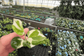 Begonia Sophia Cecile Starter Plants (2) Bare Root