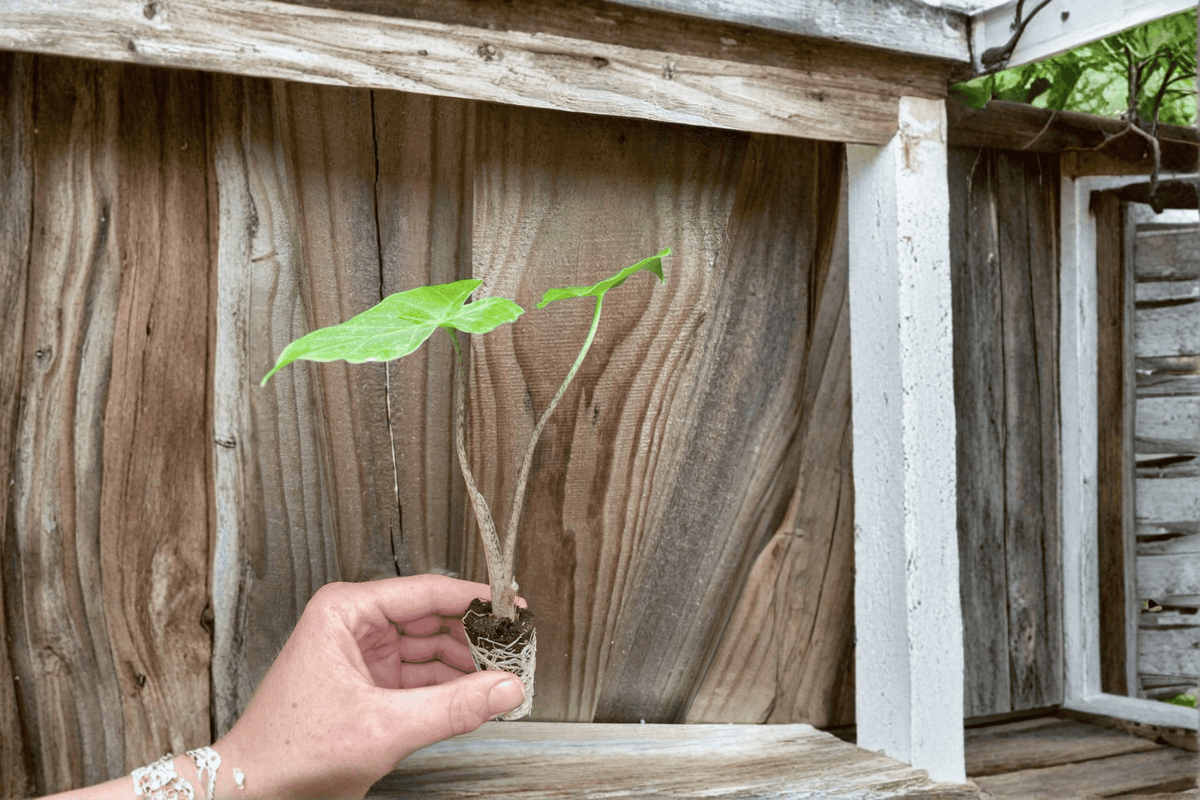 Alocasia Portodora Starter Plants (2) - Bare Root