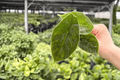 Alocasia azlanii Starter Plants – 2 Exact Live Plug Plants