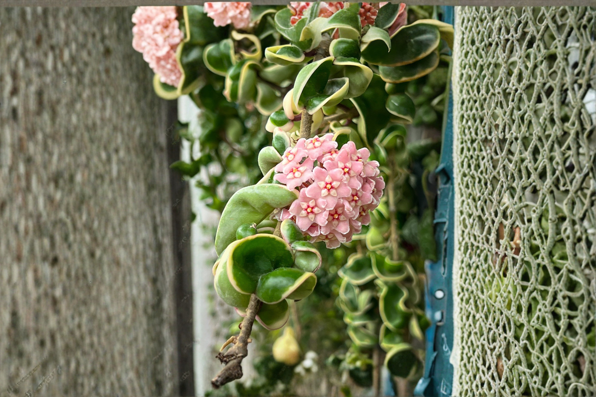 Hoya Compacta Variegated Hindu Rope - Rooted Starter Plant