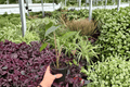 Alocasia Zebrina - 2 Live Plants in 4-Inch Pots (Exact Plants Pictured)