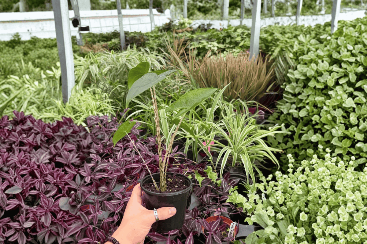 Alocasia Zebrina - 2 Live Plants in 4-Inch Pots (Exact Plants Pictured)
