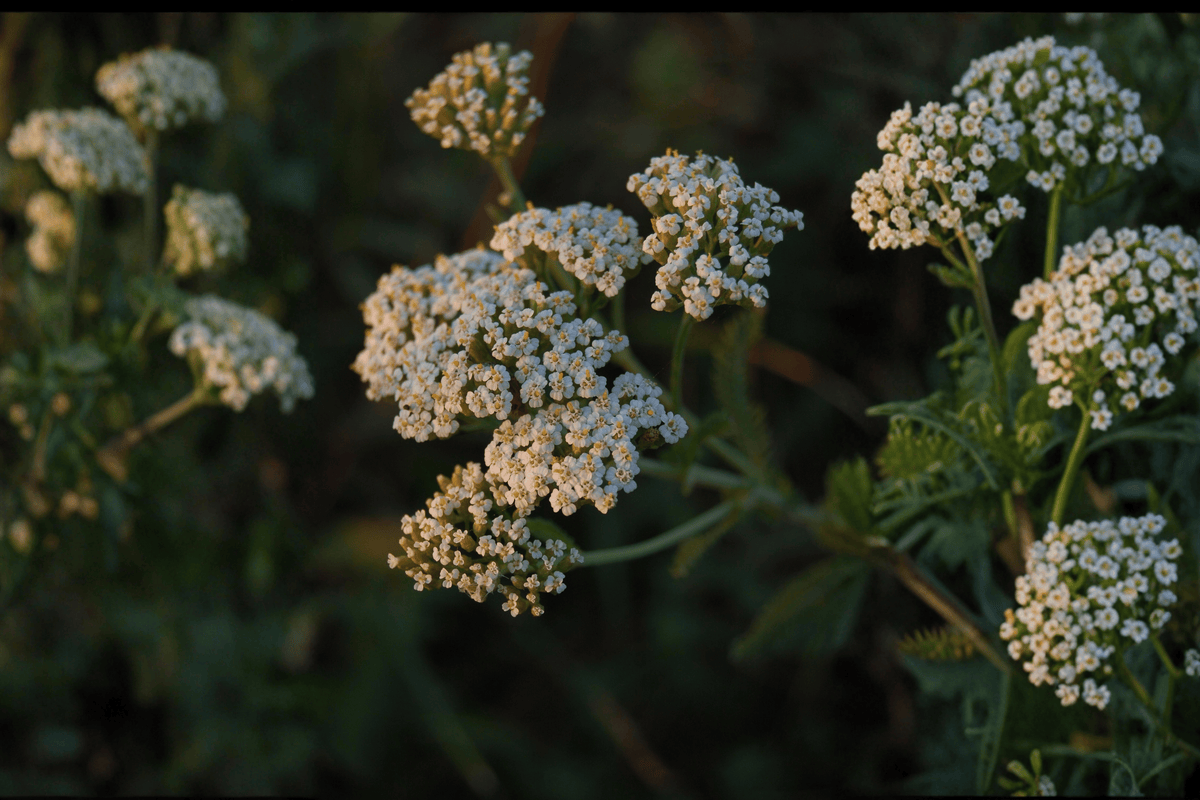 Sonoma Coast Yarrow - Achillea millefolium 'Sonoma Coast' | 4-Inch Live Plant