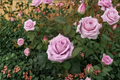 Blue Girl Rose Bush - 3 Gallon Live Plant, Mauve Lavender Hybrid Tea Rose