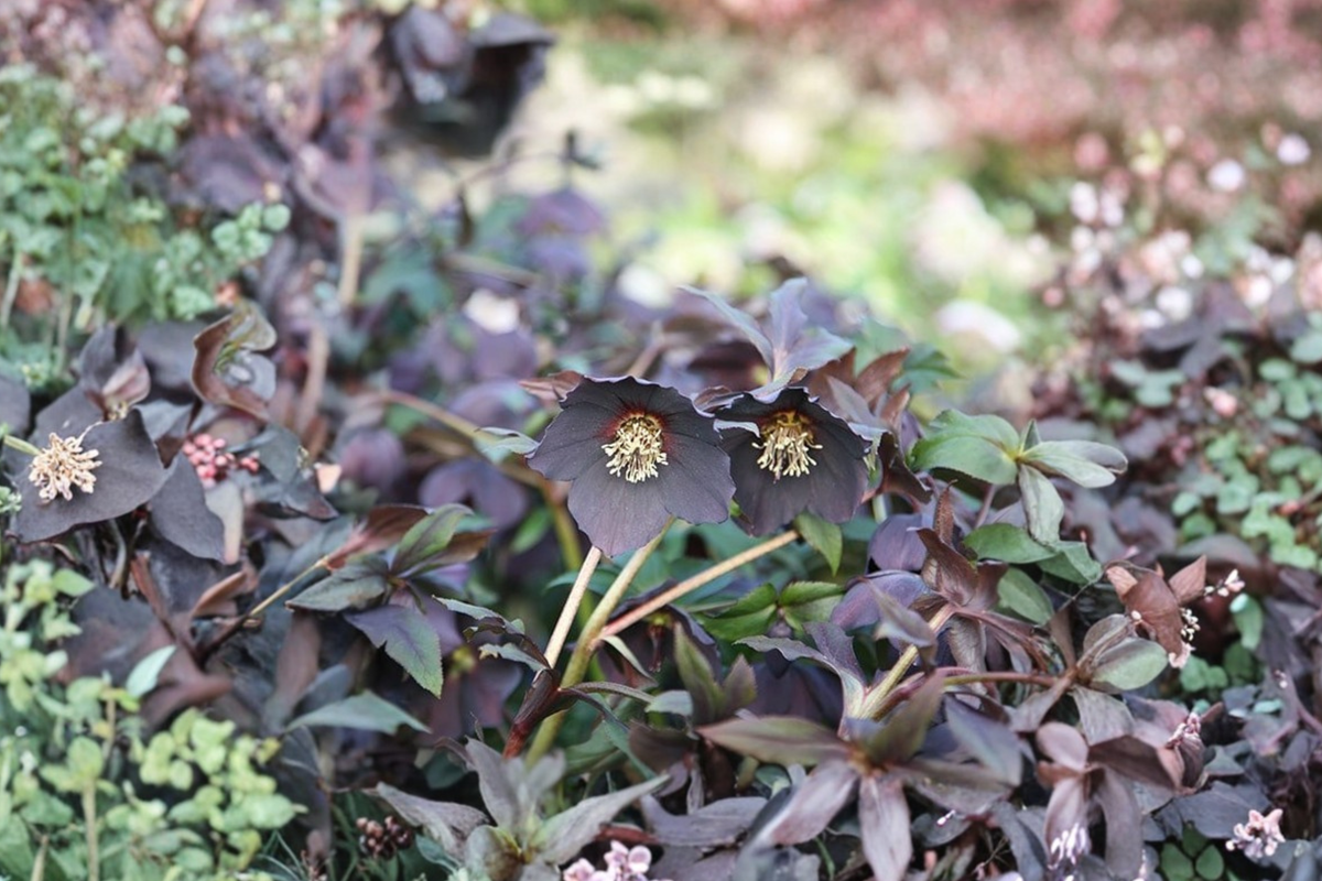 Hellebore Black Tie (Helleborus x hybridus) – Established Gal-Size Lenten Rose, Dark Blooms