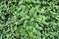 Kitchen Sage (Salvia officinalis) Live Plant - 4-Inch Pot