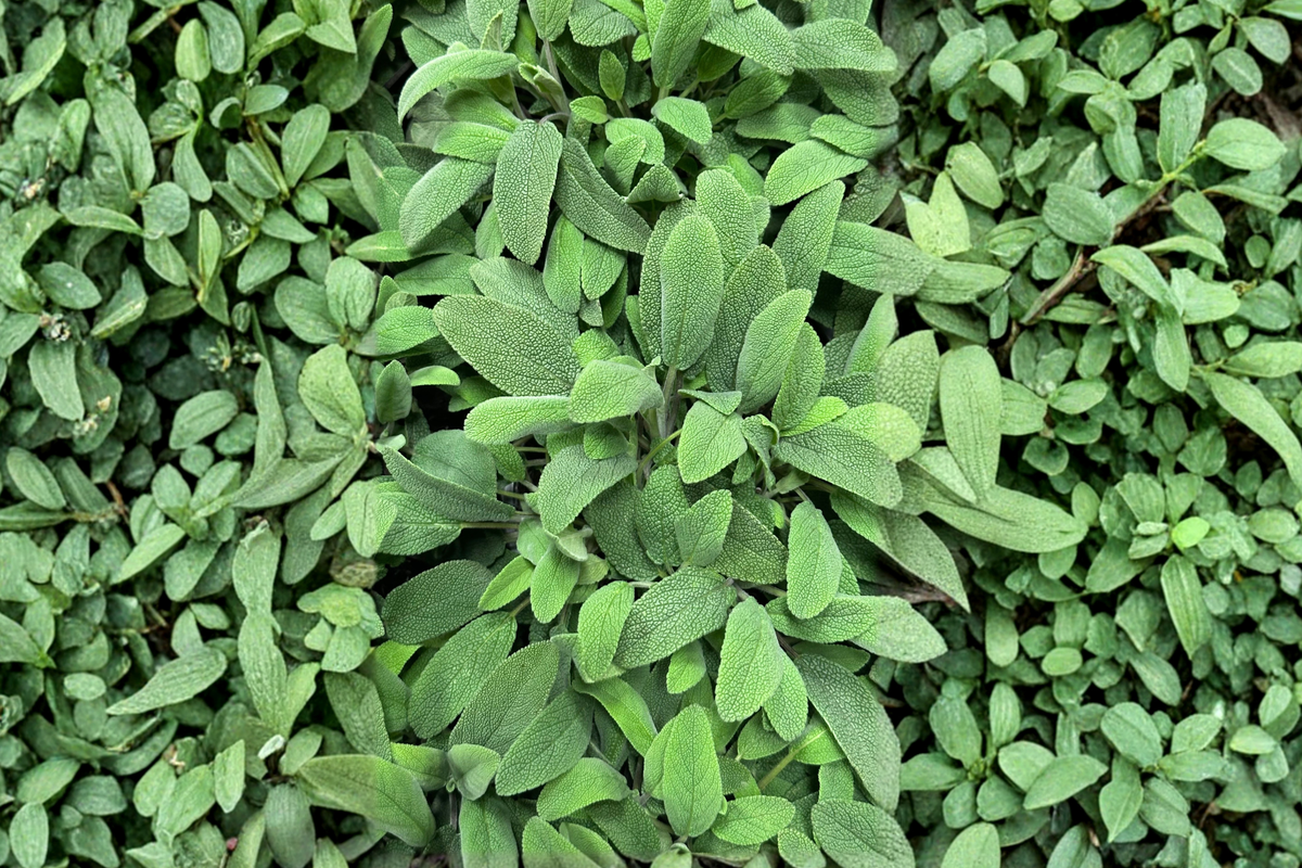Kitchen Sage (Salvia officinalis) Live Plant - 4-Inch Pot