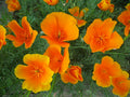 California Poppy Seeds (Eschscholzia californica) – 50 Non-GMO Perennial Seeds, Easy to Grow