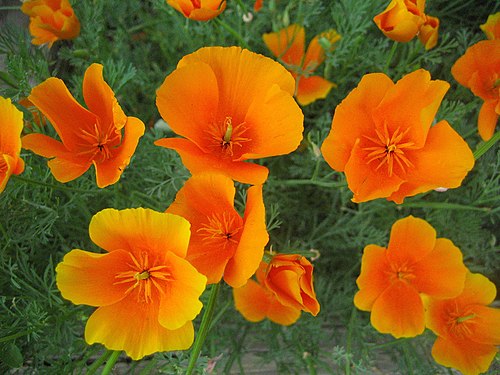 California Poppy Seeds (Eschscholzia californica) – 50 Non-GMO Perennial Seeds, Easy to Grow