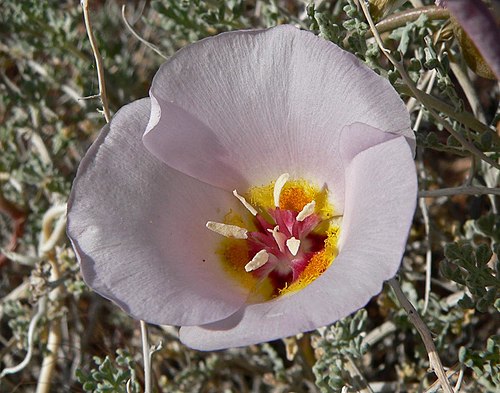 Calochortus flexuosus Seeds (30) Winding Mariposa Lily – Native Bulb Plant, White to Lavender Bloom