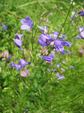 Campanula rotundifolia Seeds (Harebells) - 100 Non-GMO Perennial Seeds