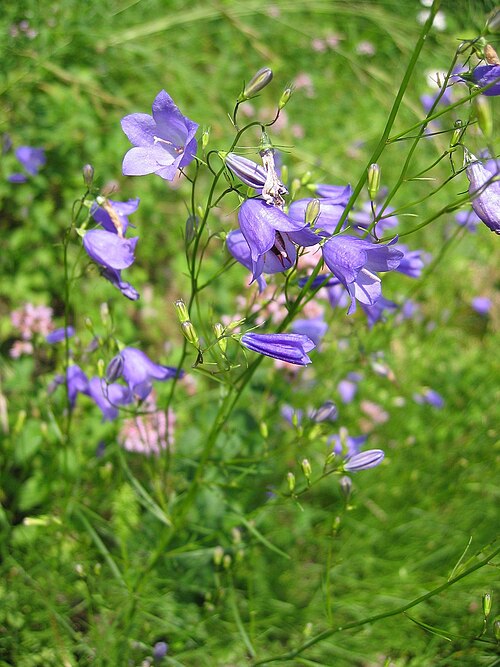Campanula rotundifolia Seeds (Harebells) - 100 Non-GMO Perennial Seeds