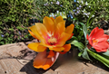 Epiphyllum Irish Golden Boy Orchid Cactus Cuttings — Live Unrooted 8–10 inch Propagation